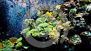 Ocean underwater sea environment with a Yellow tang fish in a marine aquarium