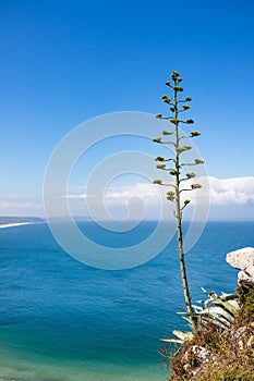 Ocean view as seen from the Miroudouro do Suberco in Sitio de Nazare with a blossoming agave plant in the foreground