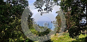 Ocean view surrounded with Trees in the Forest