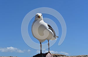 Ocean view of white seagull
