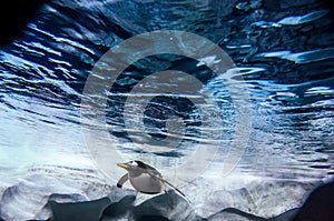 Ocean water with King Penguin swimming in the distance.