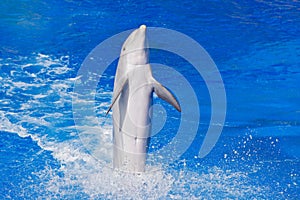 Ocean wave with animal. Bottlenosed dolphin, Tursiops truncatus, in the blue water. Wildlife action scene from ocean Dolphin