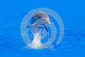 Ocean wave with animal. Bottlenosed dolphin, Tursiops truncatus, in the blue water. Wildlife action scene from ocean nature. Dolph