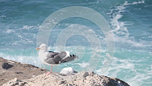 Ocean waves, beach or bluff, La Jolla cliff, California. Seagull bird, sea water