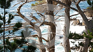 Ocean waves, cypress pine tree forest, 17-mile drive, Monterey, California coast