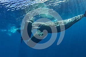 Ocean wildlife whales underwater blue background
