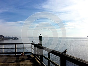 A ocean wooden pier with a seagull