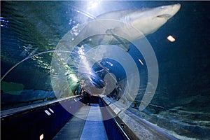 Ocean World North Queensferry Fife Scotland aquarium and sealife centre underwater shark tunnel with visitors photo