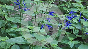 Oceana Blue Salvias