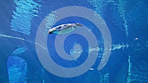 oceanarium, a beautiful penguin swims in blue clear water background of stones in the zoo