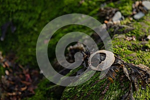 Oceanic Beach Scenes Featuring Seashells, Marine Life, and Seaweeds