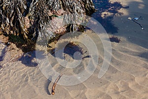 Oceanic Beach Scenes Featuring Seashells, Marine Life, and Seaweeds