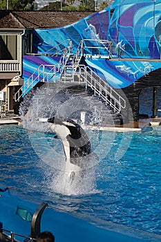 Oceanic Elegance: Orca\'s Enthralling Performance at SeaWorld