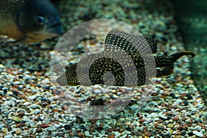 Oceanic fish in the aquarium