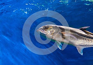 Oceanic fish in blue water. Ocean aquarium with saltwater fish. Silver fish closeup photo.