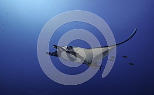 Oceanic Manta Ray