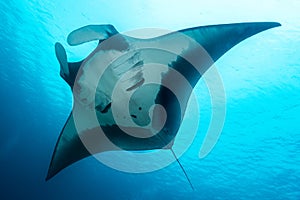 Oceanic manta ray flying around a cleaning station in cristal blue water