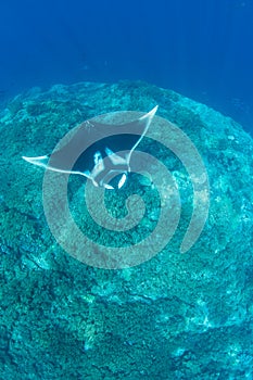 Oceanic Manta Ray in Raja Ampat