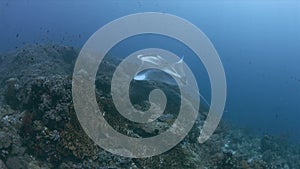 Oceanic Manta Ray in Raja Ampat 4k