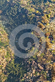 Oceanic pools with seaweed and rocks and marine life. Seen from above.