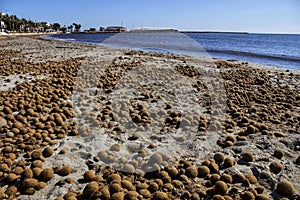 Oceanic Posidonia remains on the shore