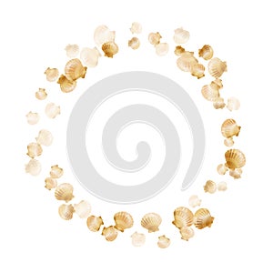 Oceanic scallop bivalve pearl shells gold mollusks