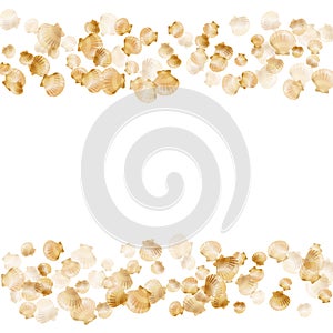 Oceanic scallop bivalve pearl shells gold mollusks