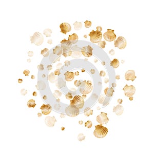 Oceanic scallop bivalve pearl shells gold mollusks