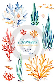 Oceanic seaweed watercolor set