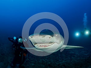 Oceanic shark swim close around scuba diver on blue ocean background