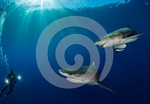 Oceanic sharks swim close around underwater cameraman on blue ocean background