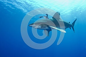 Oceanic White Tip shark (Carcharinus longimanus) photo