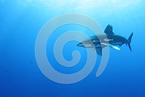 Oceanic White Tip shark (Carcharinus longimanus)