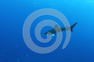 Oceanic White Tip shark (Carcharinus longimanus) photo