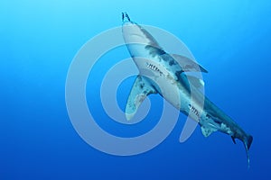 Oceanic White Tip shark (Carcharinus longimanus) photo