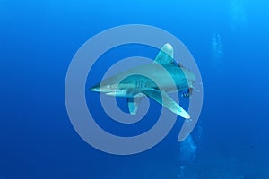 Oceanic White Tip shark (Carcharinus longimanus) photo