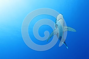 Oceanic White Tip shark (Carcharinus longimanus)