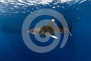 Oceanic white tip shark Carcharinus longimanus with hook