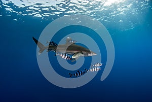 Oceanic white tip shark Carcharinus longimanus with pilot fishes