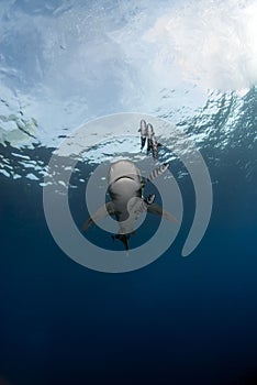 Oceanic white tip shark Carcharinus longimanus in vertical shot