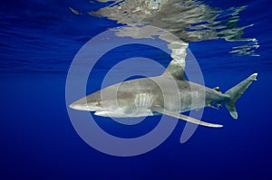 An Oceanic White Tip Shark and Its Reflections in the Bahamas