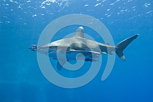 Oceanic white-tip shark in the sea photo
