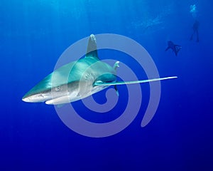 An Oceanic White Tip Shark Swims Under the Sunrays as a Diver Watches on In The Bahamas