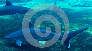 Oceanic white tip sharks in aquarium