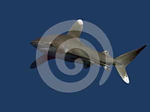 Oceanic whitetip shark