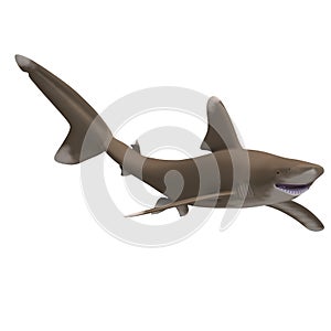 Oceanic whitetip shark