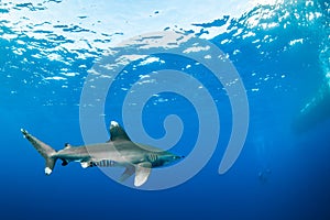 Oceanic whitetip shark approaching divers photo