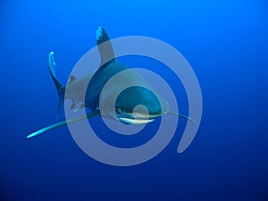 Oceanic Whitetip shark (Carcharhinus longimanus) photo