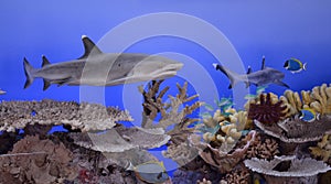 The oceanic whitetip shark Carcharhinus longimanus, also known photo