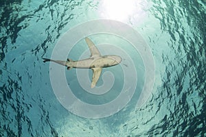 Oceanic whitetip shark (carcharhinus longimanus) at Elphinestone Red Sea. photo